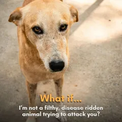 What if the street dog you see isn't a filthy animal trying to attack you, but a scared individual just trying to survive? My work is to advocate for their right to exist peacefully.
