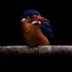 After waiting for hours, this female Blue Eared Kingfisher appeared in the dark environment of Dairy Farm Nature Park, Singapore. I used a slow shutter speed of 1/30 to capture enough light, resulting in this sharp, intimate low-key portrait that highlights its vibrant colors.