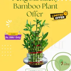Our Feng Shui Lucky Bamboo plant is a customer favorite. It's a beautiful and meaningful gift for yourself or a loved one, believed to bring peace and prosperity.