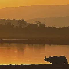 The unmistakable silhouette of a Greater one-horned Rhino against the golden haze of an Assam sunset. This image is a celebration of successful conservation efforts for this magnificent species.