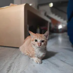 Kitkat, the resilient 4-month-old kitten, looking for a patient family who can help her with her neurological challenges.