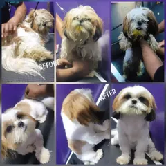 This before and after collage highlights the dramatic difference a professional grooming session can make. We carefully remove overgrown fur, giving this Shih Tzu a comfortable and stylish new look.