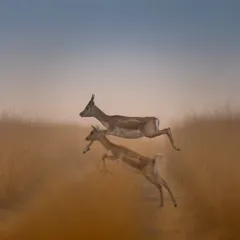 Two blackbucks leaping through the tall grass. The artistic blur and soft focus give this image a dreamy, ethereal quality, capturing a moment of pure, uninhibited joy.