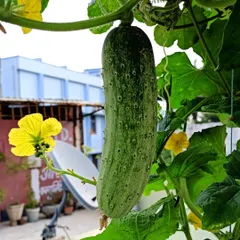 A perfect cucumber growing on a vine in my terrace garden. I'll teach you how to grow climbing vegetables vertically to save space and get a great harvest.