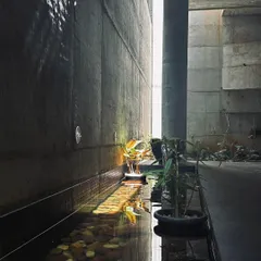 Sunlight streams through a narrow opening, illuminating a serene indoor water feature and highlighting the texture of the raw concrete wall.