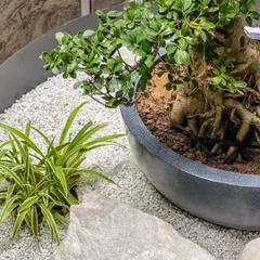 A close-up of a zen-inspired arrangement. This image shows the fine details of a faux bonsai, a spider plant, natural white rocks, and white marble chips, creating a clean and serene composition.
