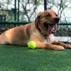 A happy dog is a healthy dog. Here is Loki, a wonderful 3-year-old Golden Retriever, enjoying some playtime in a safe, enclosed turf area. He is a playful, energetic boy who would love a family that can give him lots of love and space to run around.
