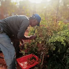 Krishnappa harvesting cherry tomatoes from our kitchen garden. We believe in the simple joy of picking fresh food, and our team is at the heart of that process.