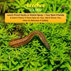 Leeches are real on monsoon treks, but they are manageable. This post gives practical advice on using leech-proof socks and how to safely remove them.