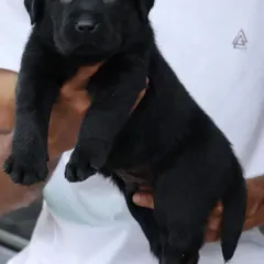 A beautiful black Labrador puppy with a shiny coat and intelligent eyes. Like all my labs, he comes with KCI certification to prove his purebred lineage.