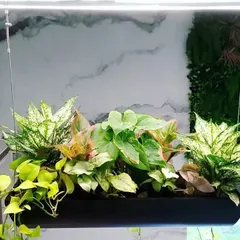 We designed and created this custom hanging planter for a client. It's a great solution for adding greenery at different levels, filled here with a mix of colorful aglaonema and trailing pothos.