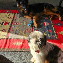 This is Toffy, a sweet Shih Tzu and my very first home boarding student, relaxing on the rug with Duggu. I ensure dogs of all sizes can coexist safely and comfortably, with crate training being a prerequisite for a harmonious household.