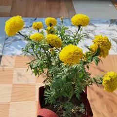 A pot full of yellow marigold flowers. I'll share tips on how to get so many flowers on a single plant.