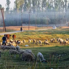 A wider perspective of the Kashmiri landscape, showing the relationship between the pastoral life and the homes nestled near the fields.
