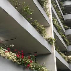 Another view of the parking garage project, showing a mix of red and white Bougainvillea. These hardy plants are excellent for large-scale public plantings as they are drought-tolerant and bloom profusely.