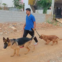 Here I am managing two different breeds on a walk. Proper leash manners are crucial, and I teach dogs how to walk calmly on a loose leash, even when another dog is present.