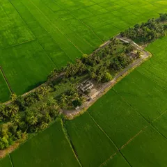 An aerial photograph of a road cutting through vibrant green paddy fields. From above, the pattern looks like a "Green-worm," another piece from my "Creatures of the Earth" collection.