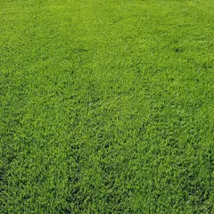 This is the result of a professional carpet grass installation. A seamless, vibrant, and healthy green lawn, perfect for homes, farmhouses, and commercial properties.