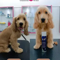 From ruff to fluff! This adorable Cocker Spaniel got the full Augie touch at our Bangalore store. A professional groom can make such a difference, leaving their coat healthy, manageable, and looking stunning.
