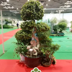 This intricately shaped topiary was another highlight of our Van Mahotsav display. It represents the artistry and dedication we put into nurturing each plant, and we were proud to share it with fellow green enthusiasts.