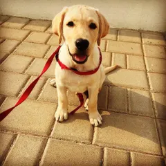 This is where it all began for Comet, as an adorable little Labrador puppy on his first day. We remember his boundless energy and sweet face like it was yesterday.