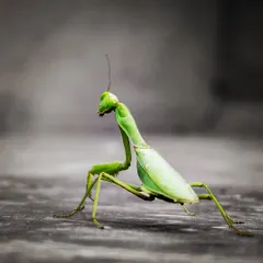 I used selective color to make this bright green praying mantis stand out against a black and white background. This technique highlights its unique shape and makes for a striking insect macro photograph.