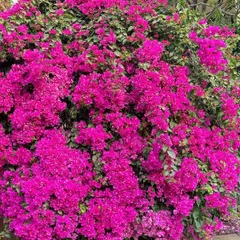 A stunning Bougainvillea bush in full bloom. I often use hardy, colorful plants like this to create major visual impact in a landscape.