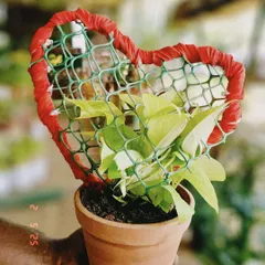 A creative Valentine's gift. I trained this pothos plant to grow around a heart-shaped frame, all in a simple terracotta pot.