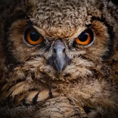 An intense close-up of a young Indian Eagle Owl. We rarely get this close, but this unexpected encounter allowed for a detailed portrait.