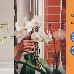 Orchids are elegant and beautiful, but they are not for beginners. They are generally more expensive and require specific care to thrive, making them a high-maintenance choice.