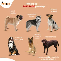 Did you know a massage can help your dog's health? This chart shows where to massage your dog to help with issues like stress, digestion, and restlessness.