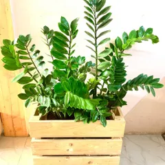 A lush ZZ plant in a simple pinewood crate. This plant is for everyone. It thrives on neglect, tolerates lower light, and only needs watering when the soil is completely dry.