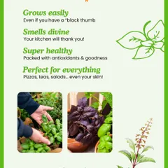 Here's why I love growing basil: it's easy, smells divine, is super healthy, and is perfect for everything from pizzas to teas. The pictures show fresh green and purple basil thriving in pots.