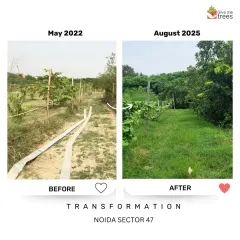 The journey of our Noida Sector 47 site from May 2022 to August 2025. What was once a dry, dusty path is now a lush green trail, thanks to consistent care and the planting of native species that thrive in this climate.