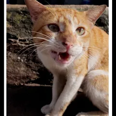 A detailed close-up of a ginger cat's expressive face. This portrait highlights the textures of its fur and whiskers, showing the beauty in these resilient street animals.