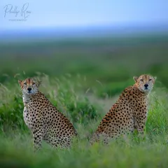Two cheetah brothers scan the horizon in the lush marshes of Amboseli. This location offers a unique, textured background for photographing Africa's fastest land animal.