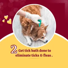 During monsoon season, it's important to protect your pet from ticks and fleas. A medicated tick bath is an effective way to eliminate these pests and prevent infestations.