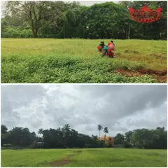 Another before-and-after shot showcasing the incredible transformation of our grounds. We are committed to providing the best possible facilities for our cricketers.