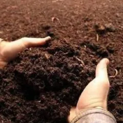 Our organic vermicompost is teeming with nutrients and beneficial microbes. Adding this to your garden soil is the best way to naturally boost plant growth and health.