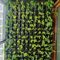 A close-up of a vertical garden wall, densely packed with lush green plants. This is an excellent solution for balconies, terraces, or any area where ground space is limited.
