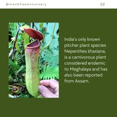 This is India's only known native pitcher plant species, Nepenthes khasiana. It is considered endemic to Meghalaya and has also been reported in Assam, making it a truly special plant.