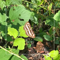 A Common Sailor butterfly resting on a leaf. Our gardens are designed to be safe havens for such creatures, using organic practices and planting host plants for their life cycles.