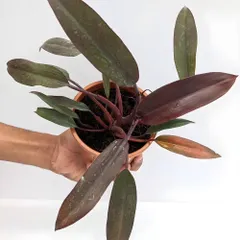 For clients looking for a darker, more dramatic foliage, we often suggest plants like this dark-leafed Philodendron. Its deep burgundy and green leaves add a touch of moody sophistication to an interior palette.