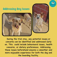 A trial stay helps me spot and address any potential issues early on. This could be anything from separation anxiety to specific dietary needs. Getting ahead of these things ensures a smoother, more enjoyable experience for your dog.