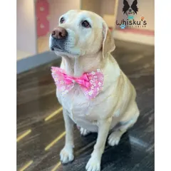 Zoey posing beautifully after her spa day. She is a perfect model.