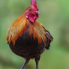 A male Red Junglefowl, the wild ancestor of the domestic chicken, struts through the undergrowth. Its vibrant colors are a sign of health and vitality.