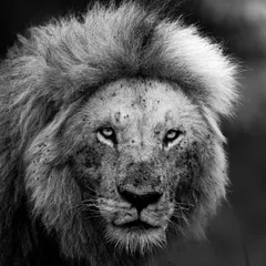 Beyond color, there is character. This black and white portrait of a lion from Masai Mara focuses on his soul. I teach my students how to use monochrome to reveal texture, mood, and the raw power of the subject.