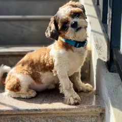 Another look at our rescued Shih Tzu puppy, sitting patiently on the steps. She is a curious and gentle dog who would make a wonderful companion. We are looking for a family, not breeders, to give her the life she deserves.