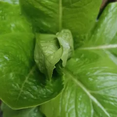 Freshly harvested Romaine lettuce, with its characteristic crisp center. We grow this popular green in our hydroponic pods to ensure it's always fresh and clean.