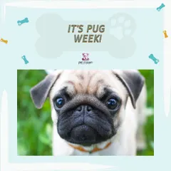 Announcing Pug Week! We celebrate this charming and sociable breed by offering a 10% discount on grooming services for all Pugs.